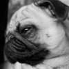 Maggie
