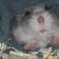 Photo #197848 de Cookie