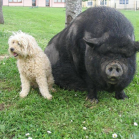 Photo #197849 de Vanille