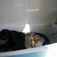 Photo #197866 de Valko