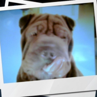 Photo #197867 de Whisky