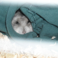 Photo #197875 de Cookie