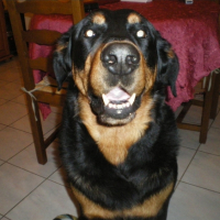 Photo #197876 de Valko