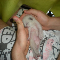 Photo #197964 de Chuby