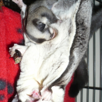 Photo #197974 de Callisto