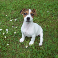 Photo #198012 de Bud