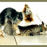Photo #198041 de Virgile