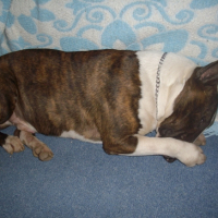 Photo #198079 de Spyke