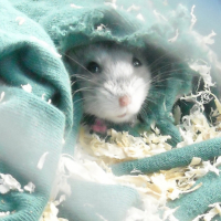 Photo #198248 de Cookie
