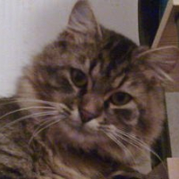 Photo #198267 de Bretzel