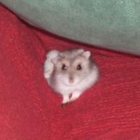 Photo #198292 de Cookie