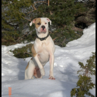 Photo #198293 de Cherkane