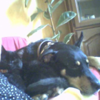 Photo #198296 de Rocky