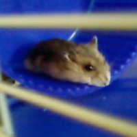Photo #198315 de Cookie