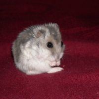 Photo #198319 de Cookie