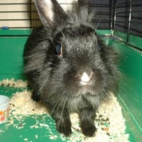Photo #198324 de Ham-ham