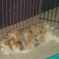 Photo #198327 de Brimbelle