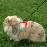 Photo #198328 de Brimbelle