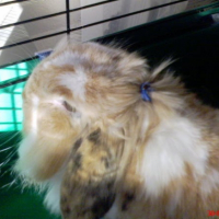 Photo #198329 de Brimbelle