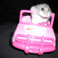 Photo #198331 de Cookie