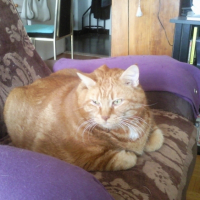 Photo #198415 de Garfield
