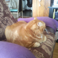 Photo #198417 de Garfield