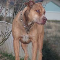Photo #198428 de Kalun