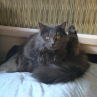 Photo #198507 de Bouchon
