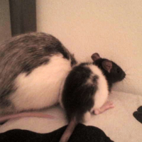 Photo #198509 de Yumi