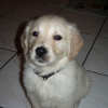 Ma boule de poiles