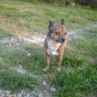 Photo #198535 de Snaki