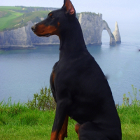 Photo #198542 de Djersey