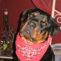 Photo #198545 de Daysi