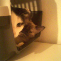 Photo #198588 de Fantaisie