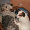 Mes copains