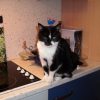 Mes chats