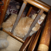 Photo #198695 de Cartouche