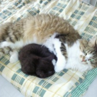 Photo #198720 de Balou