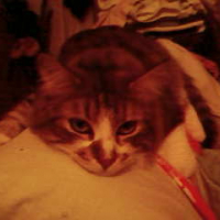 Photo #198722 de Balou