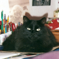 Photo #198729 de Perline