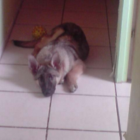 Photo #198775 de Lylo