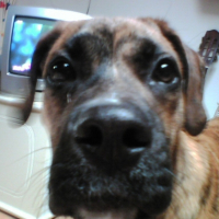 Photo #198814 de Simba