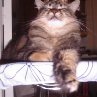 Photo #198848 de Angelo