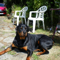 Photo #198853 de Bragi