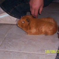 Photo #198892 de Shahi