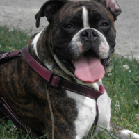 Photo #198970 de Babou