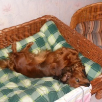 Chien très malheureux comme vous pouvez le voir