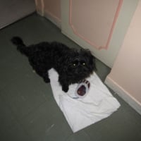 Photo #199062 de Milou