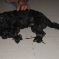 Photo #199068 de Milou