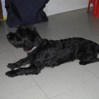 Photo #199084 de Milou